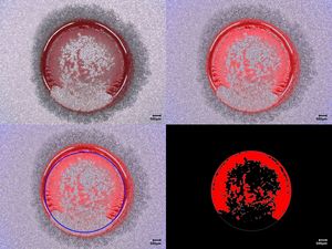 Gezeigt wird eine Bruchbildanalyse einer Klebefläche wobei oben links – die lichtmikroskopische Aufnahme, rechts – die HDR-Aufnahme inkl. Farbverstärkung; unten links – die HDR-Aufnahme mit blau markierter Klebefläche und rechts – das Falschfarbenbild. 47 % der Klebefläche (rot) weist Klebstoff auf.
