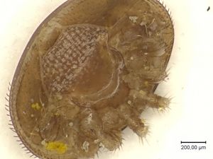 The microscopic image of a mite (Varroa destructor) is presented.