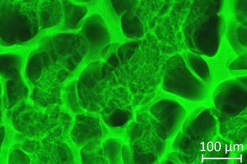 Fluorescent gelatine-based cryogel