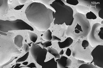 SEM image of a polyurethane foam